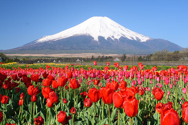 富士山與富士五湖