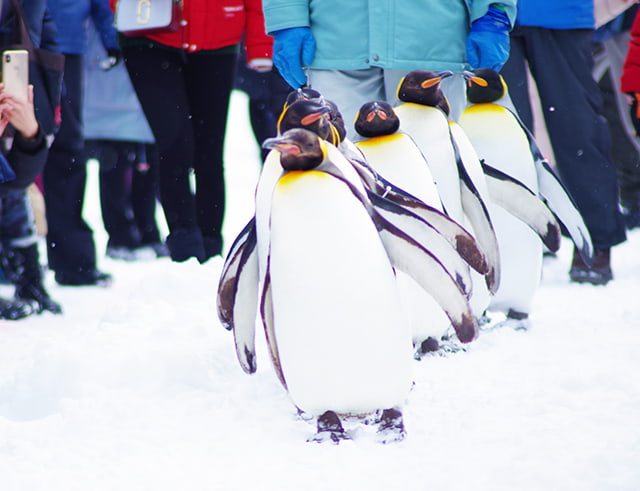 Famous penguin walk at Asahiyama Zoo