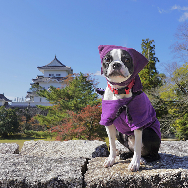 Mogu, the ninja dog infront of Iga Ueno Castle