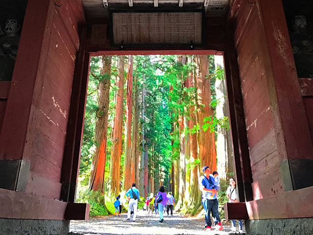 Path to upper shrine lined by cryptomeria trees through the red gate