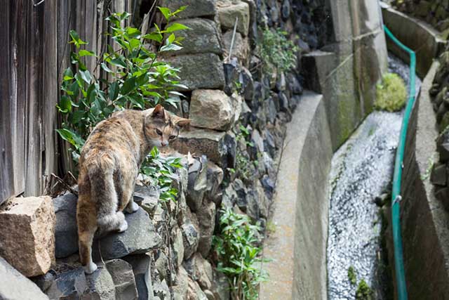 15 Best Cat Island Across Japan | Japan Travel by NAVITIME - Japan ...