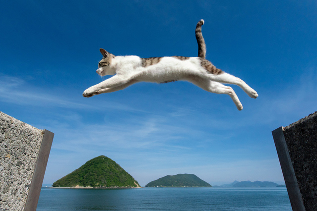 15 Best Cat Island Across Japan | Japan Travel by NAVITIME - Japan ...