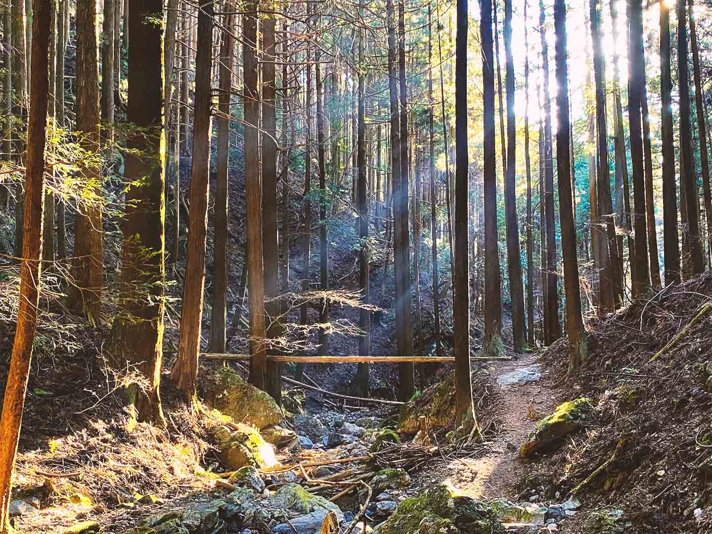 การเดินป่าระยะยาวแบบเร่งรัดที่ภูเขาอิซุกะทาเกะในไซตามะ