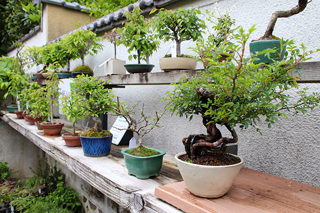 English Bonsai Lessons at SEIKOEN | Japan Travel by NAVITIME - Japan Travel  Guides, Transit Search and Itinerary Planner