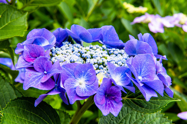 Minamisawa Hydrangea (Ajisai) Mountain | Japan Travel by