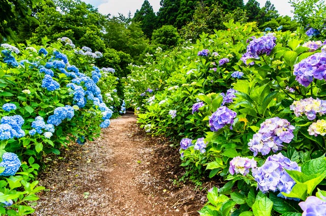 Hydrangea4937　0502 指定07 Hydrangea4937 0502 指定07 コレクション Hydrangea4937 Diamond