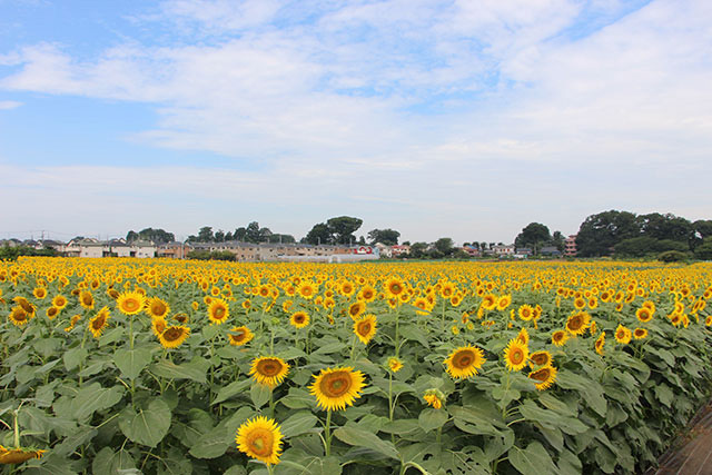 16 Best Places to See Sunflower in Kanto Region | Japan Travel by