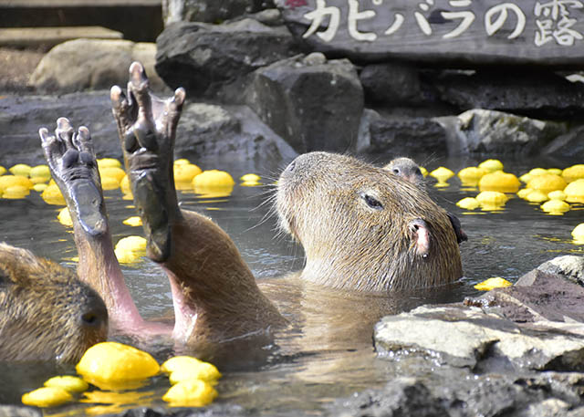 Where to See Capybara in Japan: Top Spots for Wildlife Lovers
