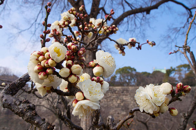 Plum blossoms in the Plum Grove at Osaka Castle.