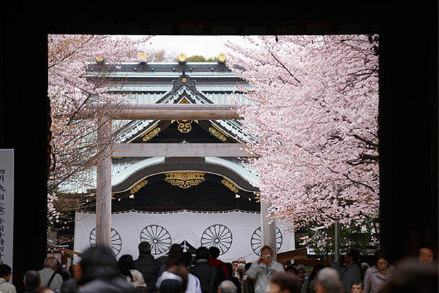 春には桜で満開の「靖国神社」を楽しめます