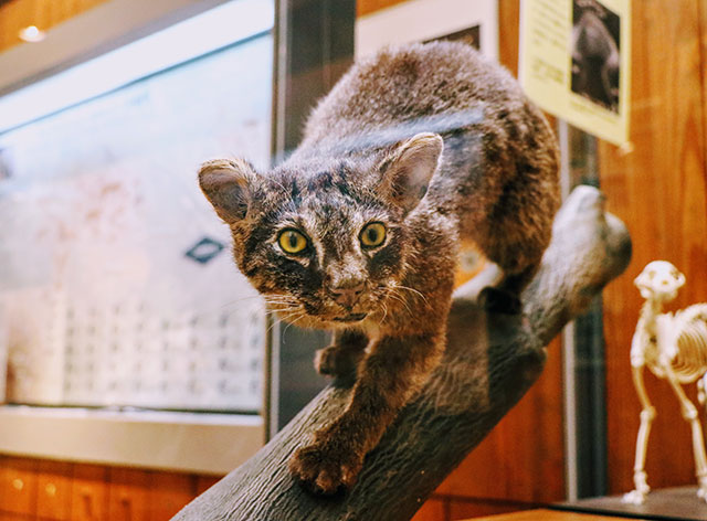 Iriomote Island in Okinawa: Mangroves and Mysterious Cats