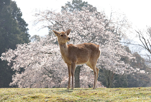 10 Hidden Gems in Nara: Beyond the Deer Park with Kintetsu Railway