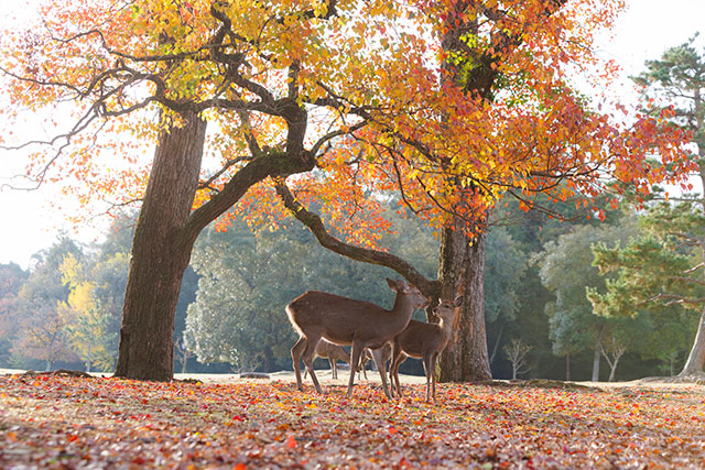 10 Hidden Gems in Nara: Beyond the Deer Park with Kintetsu Railway