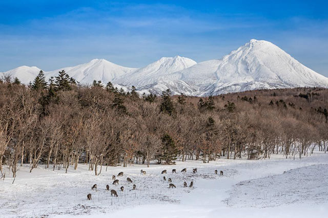 Exploring the Shiretoko Peninsula with Shinra Nature Tour