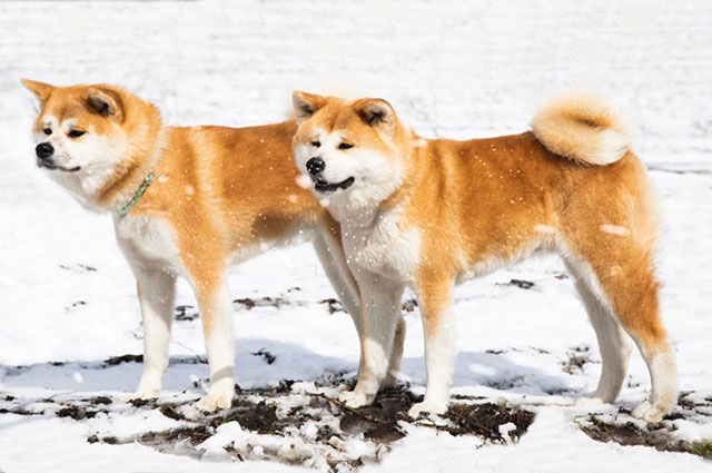 Akita Inu Dogs