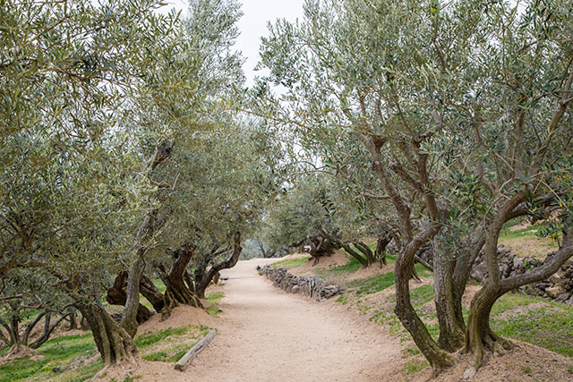 Olive groves at the Shodoshima Olive Park