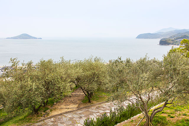 Looking out to sea, with olive groves in the foreground