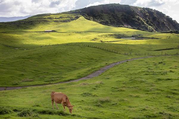 A lone cow grazing in the plains that surround Mt. Aso