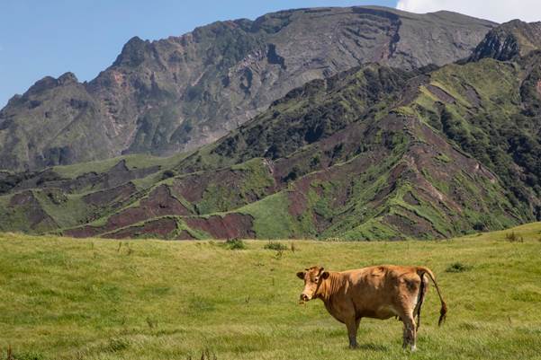 A cow in a field of its own, at the base of Mt. Aso
