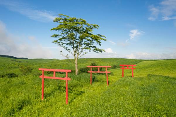 Three torii gates and a tree