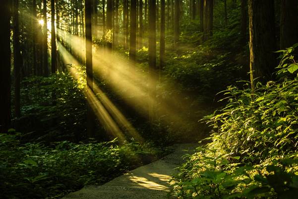 Early morning rays flood the forest with light