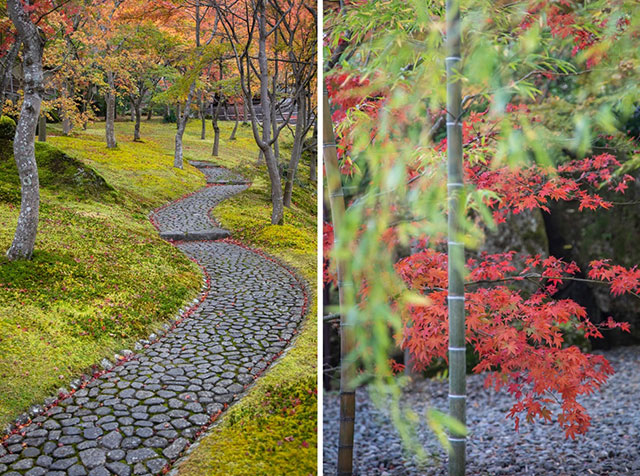The stone paths lead you through the moss garden past bamboo and momiji trees