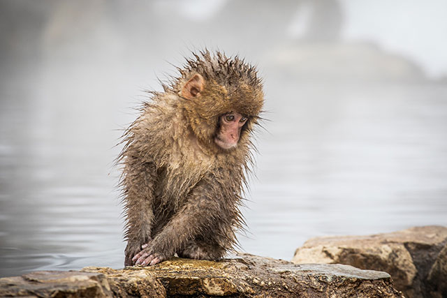A baby monkey sits by the side of the bath waiting for the elders in its group to finish washing themselves!
