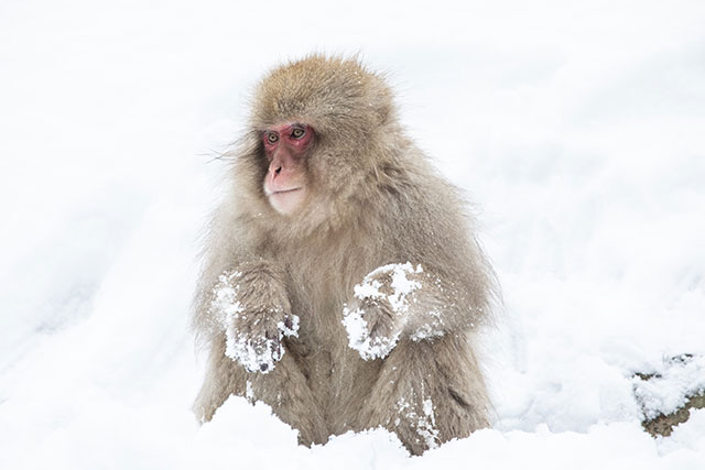 Remember to not only look down towards the bath when you’re at Jigokudani, but also look up, where you’ll see plenty of monkeys causing havoc and playing in the snow!