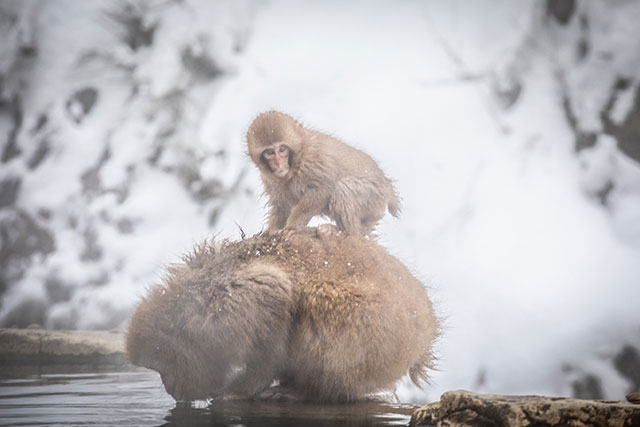 The Snow Monkeys at Jigokudani in Nagano