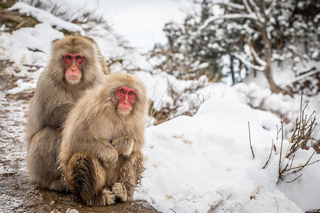 You will likely see monkeys dotted about the place almost immediately after entering the park, before you have even made your way down to the hot spring pool