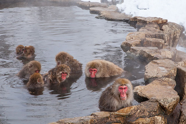 Snow monkeys gather round to keep warm in the natural hot-spring bath