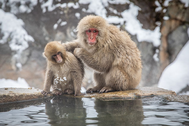 A young monkey and its mother sit by the side of the hot-spring contemplating a dip