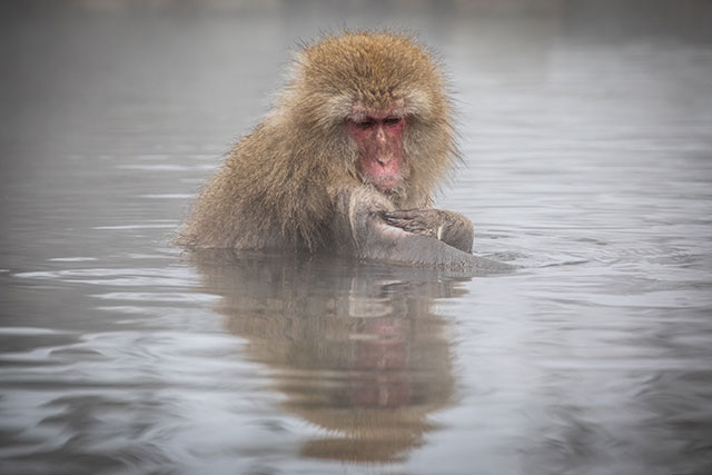 One of the snow monkeys taking a morning bath