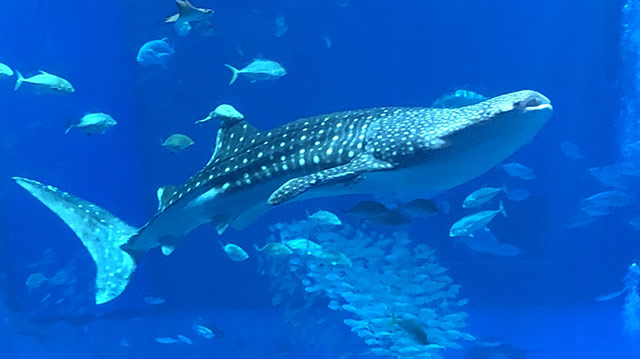 Churaumi Aquarium - Whale Shark