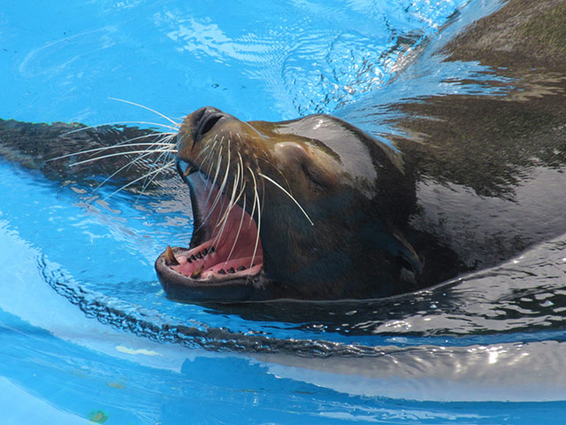 Kamo Aquarium - Seal Lion