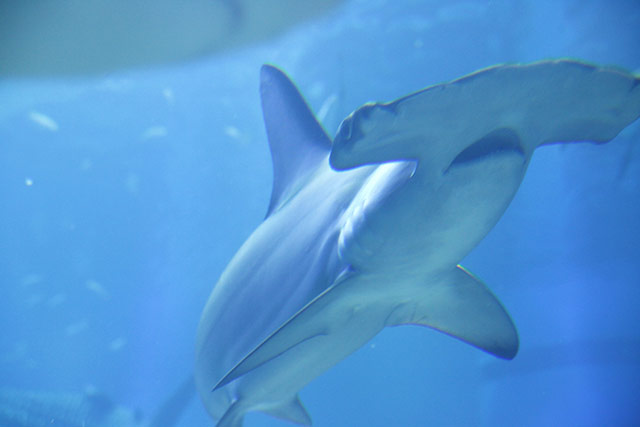 Osaka Aquarium - Hammerhead Shark