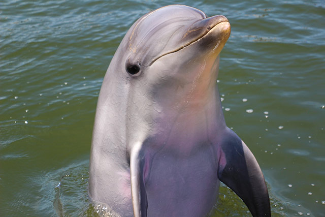 Shimoda Aquarium - Dolphin