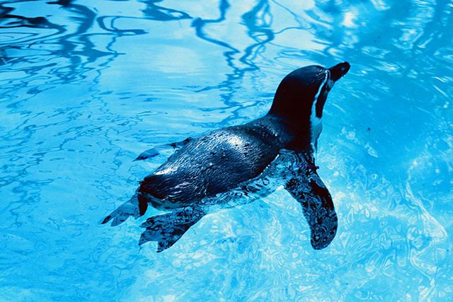 Sumida Aquarium - Penguins