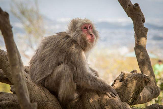 Where to See Monkeys in Japan