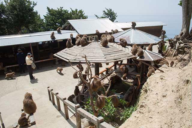 Awajishima Monkey Center