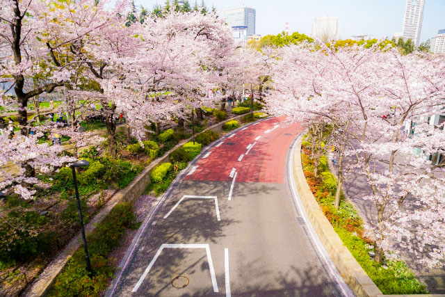 Famous cherry blossom photo spot at Tokyo Midtown Roppongi