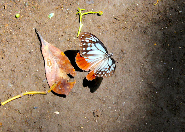 出会えたらラッキー？　この美しい蝶が「アサギマダラ」！