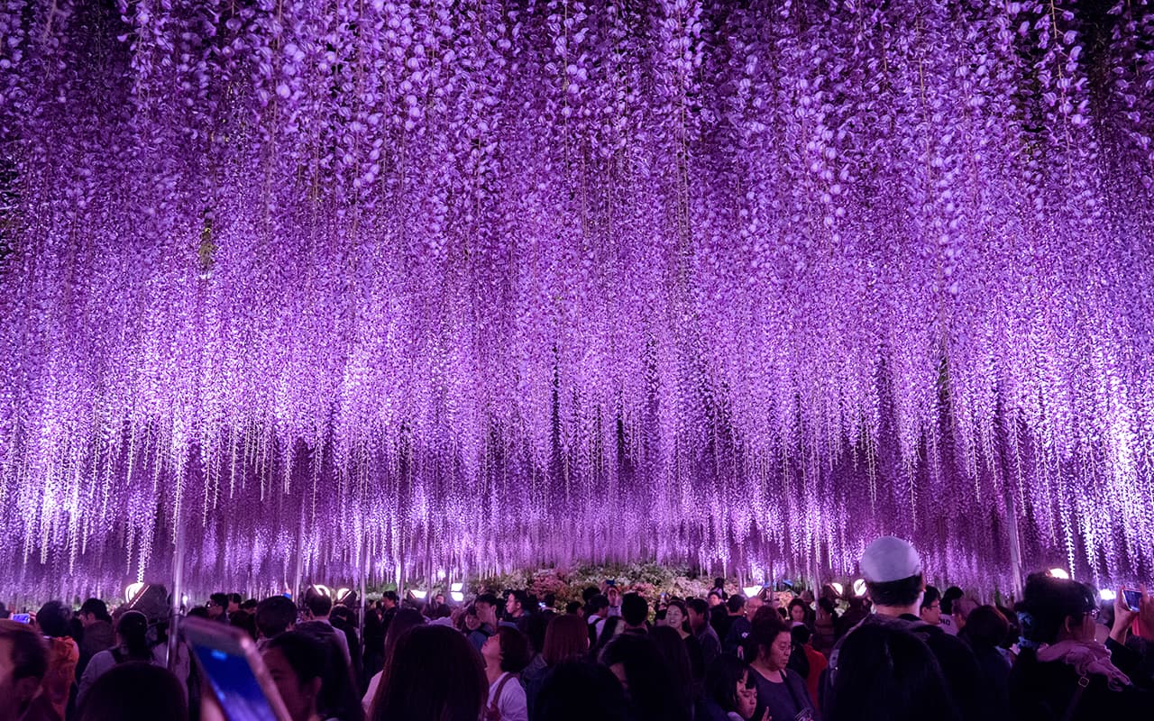 “Fuji no Hana Monogatari – Great Wisteria Festival” it ’s a spring festival in Japan