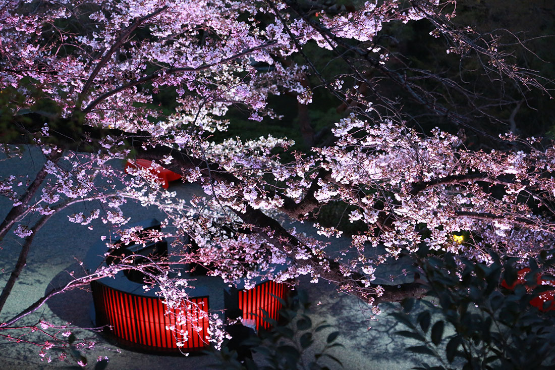 Enjoy Night Sakura with Fine Sake“Spring Festival 2019 Iki”