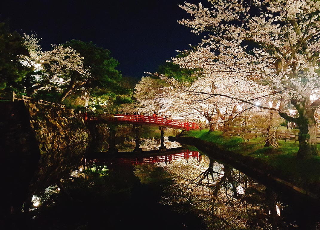 Night Viewing of Cherry Blossoms at the Hirosaki Cherry Blossom Festival in Aomori Prefecture