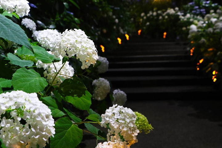 A Hydrangea Festival is being held at Yokohama Hakkeijima Sea Paradise, and its views are even great at night!