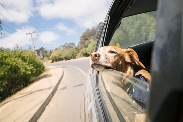 【関東】夏は車で犬旅へ！「愛犬と泊まれるコテージ」6選｜ワンちゃん歓迎のリゾート施設も