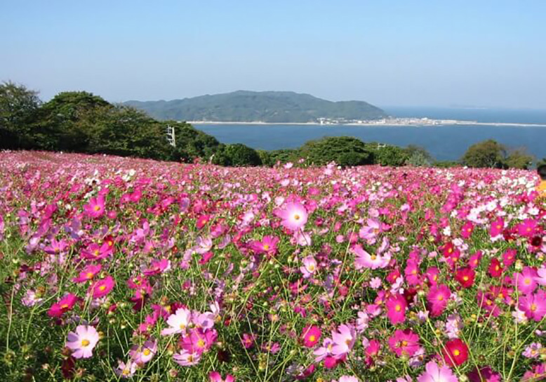 Cycling around Nokonoshima Island, a flower paradiseの画像