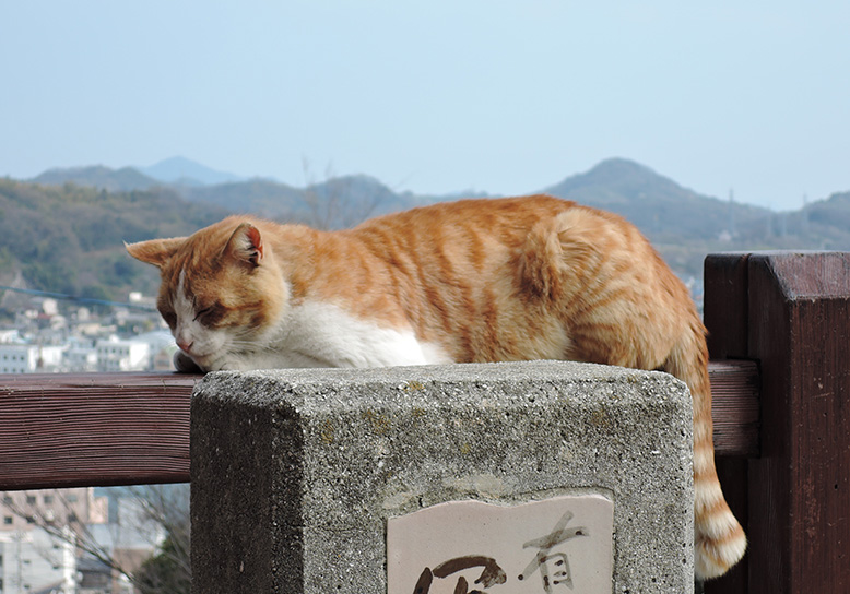 Cuisine, charm and cats - Onomichi discovery planの画像