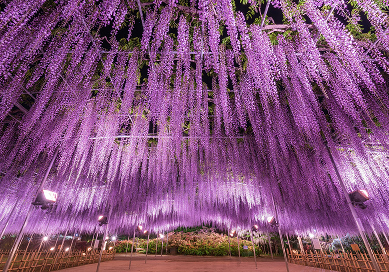 Even a half day tour of Ashikaga, known as Tochigi's “Little Kyoto,” is enough to leave you feeling refreshed